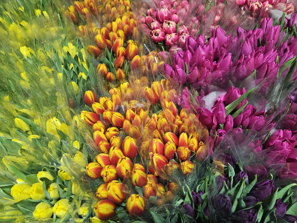 Kadınlar Günü'ne özel suda lale üretimi