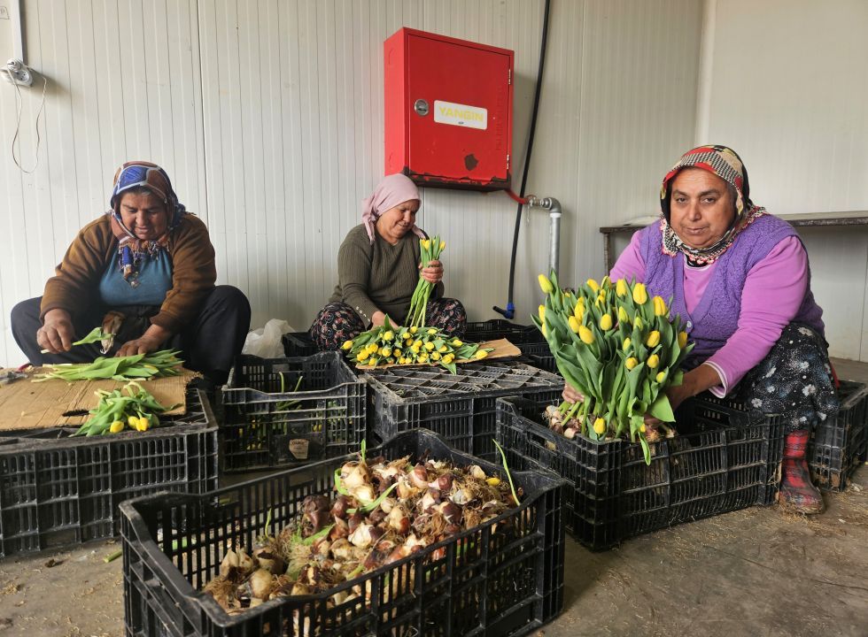 Kadınlar Günü'ne özel suda lale üretimi
