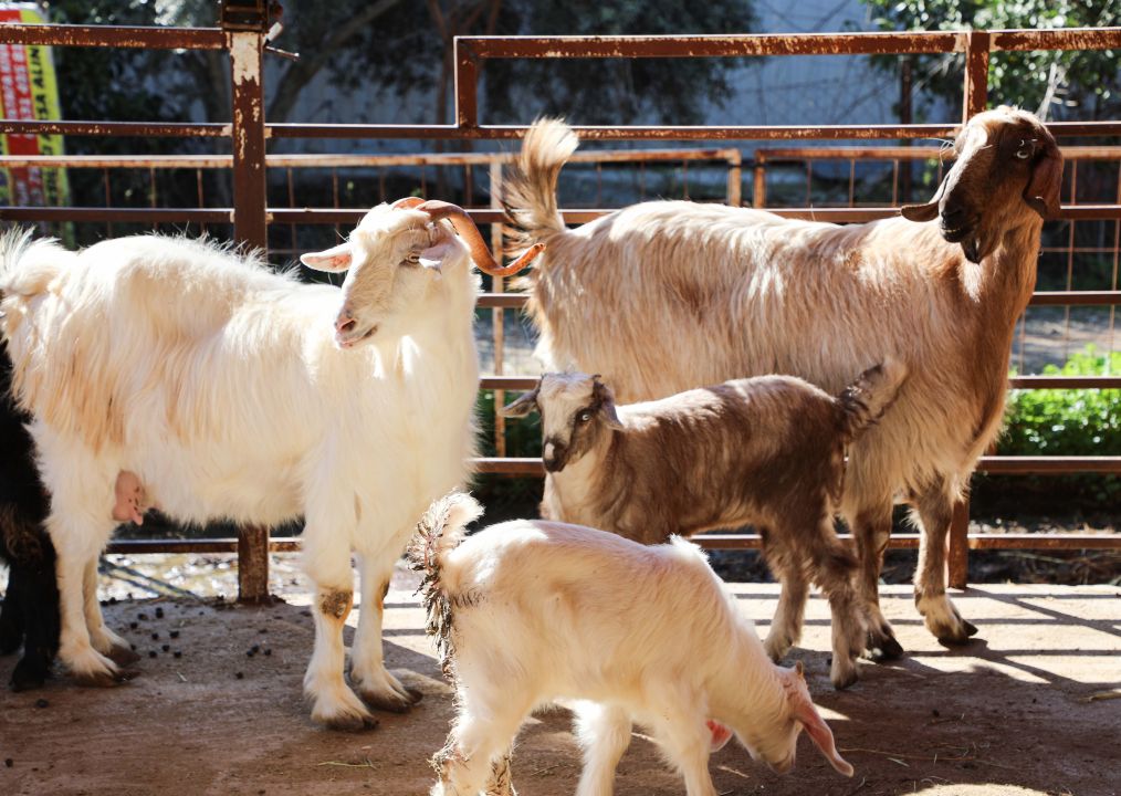 Verim artıyor, hastalık riski azalıyor