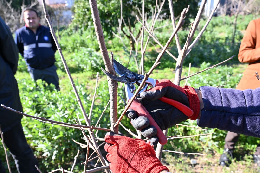 ATASEM’de uygulamalı ağaç budama eğitimi
