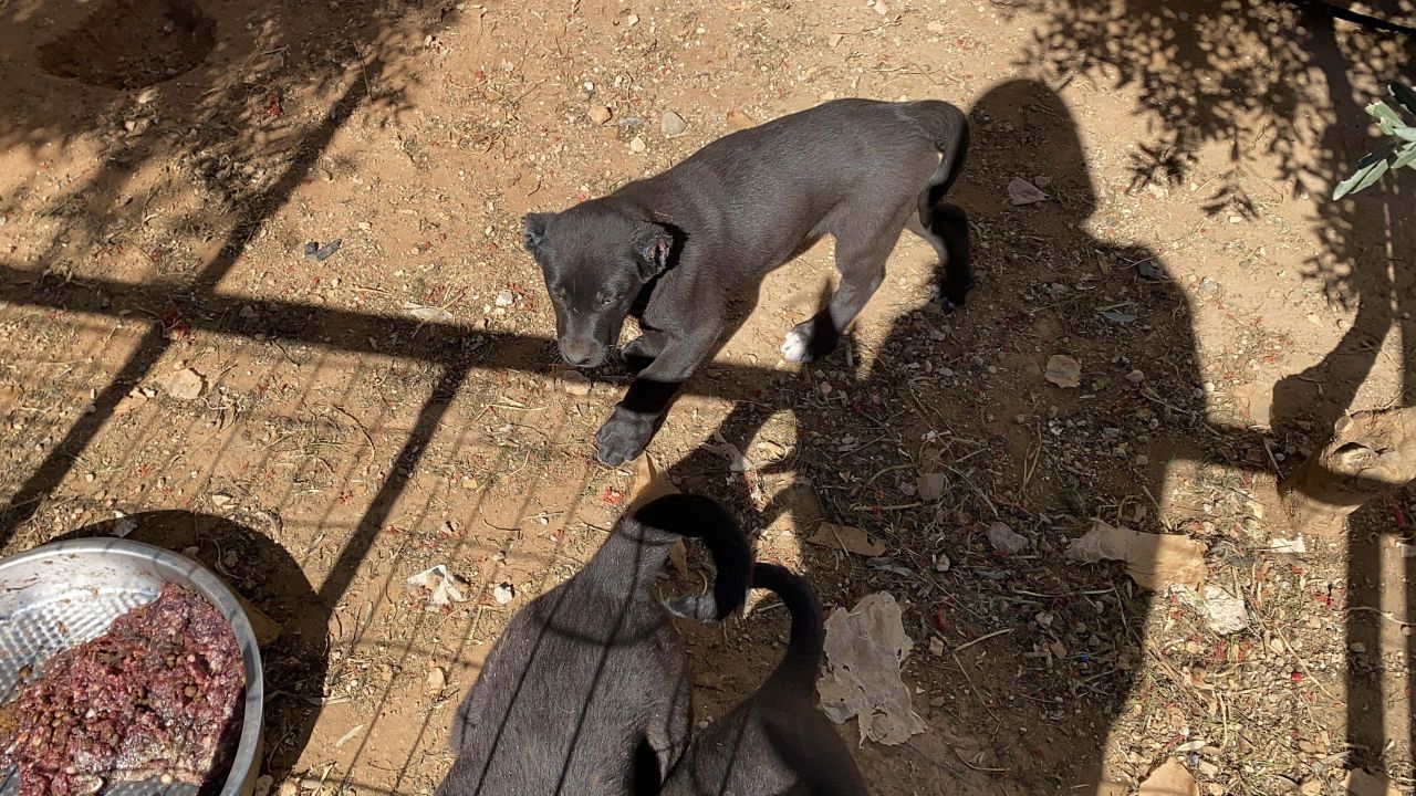 Kulakları kesilen yavru köpeklerin 30-40 bin liraya satıldığını söyleyerek şikayetçi oldu