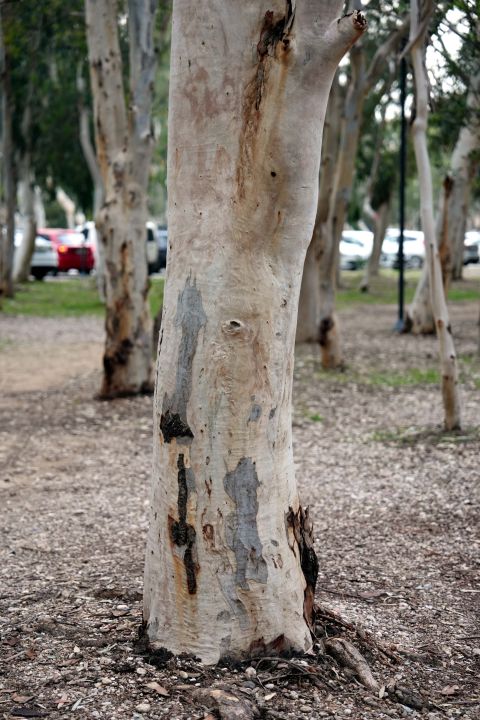 'Okaliptüs ağaçlarının hepsi köklenmeli