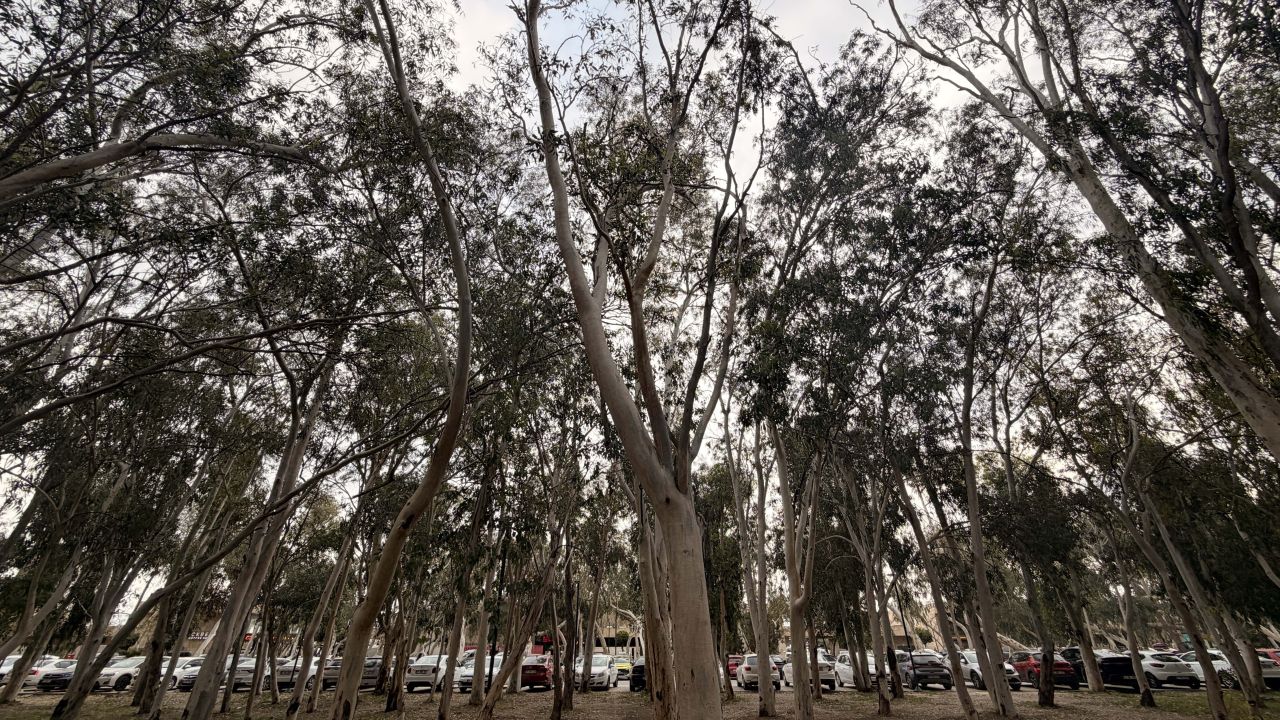 'Okaliptüs ağaçlarının hepsi köklenmeli