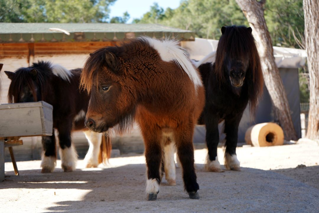Bayramda doğan midilli 'Şeker', 1 yaşına giriyor