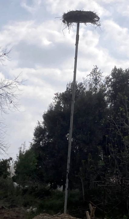 Yaban hayatı gözlemcisinden leyleğin bozulan yuvası için çağrı