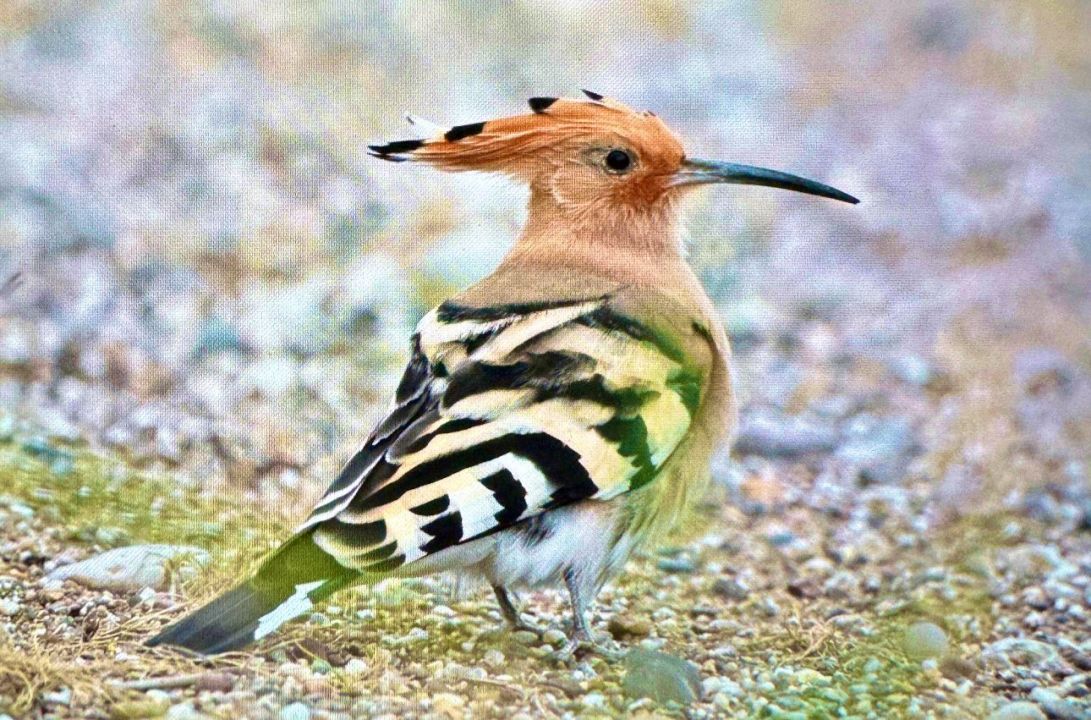 Antalya'da renkli bahar göçü; 3 günde 103 tür