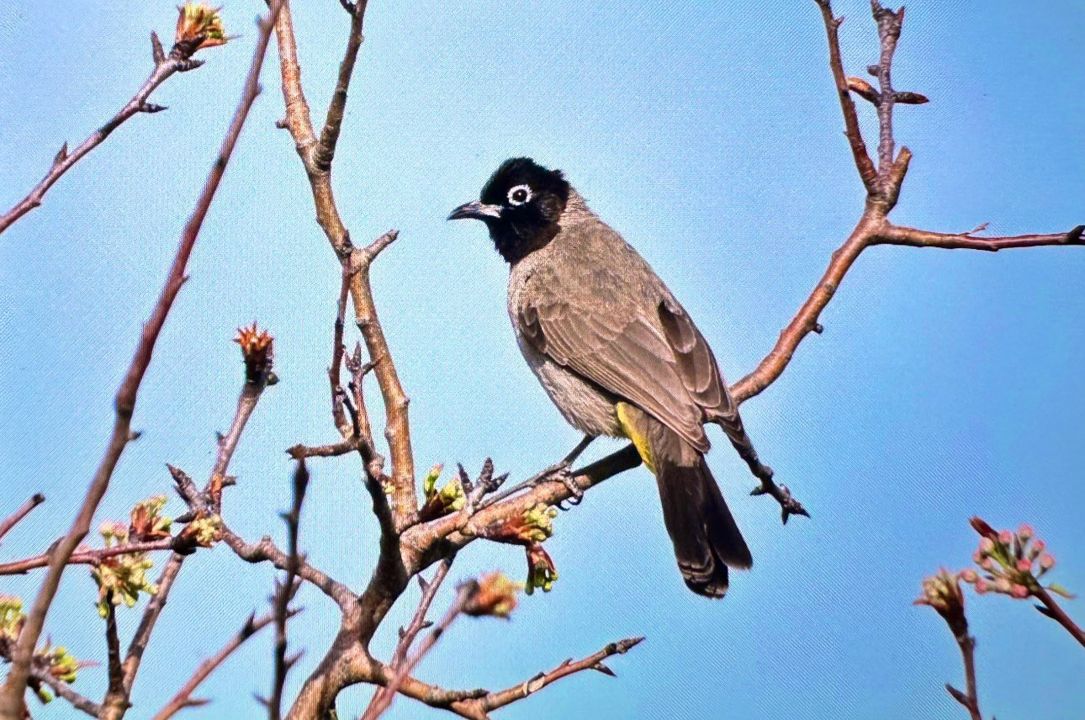 Antalya'da renkli bahar göçü; 3 günde 103 tür