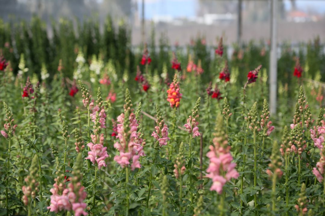 Antalya'dan Avrupa'ya yeni çiçek: Aslanağzı