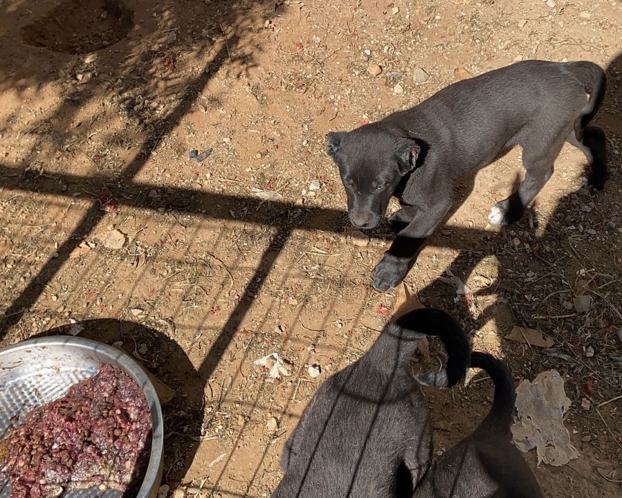 Yavru köpeklerin kulaklarını kesip satan üreticiye 327 bin TL para cezası