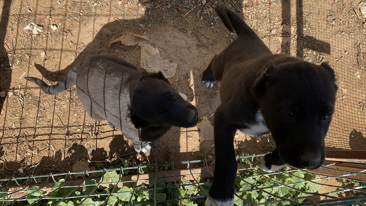 Yavru köpeklerin kulaklarını kesip satan üreticiye 327 bin TL para cezası