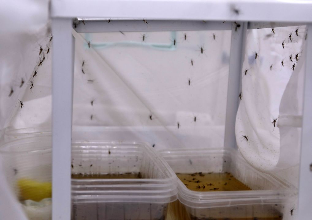 Antalya'da yoğun yağışlar sonrası sivrisinek alarmı