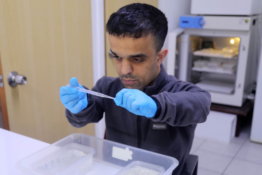 Antalya'da yoğun yağışlar sonrası sivrisinek alarmı