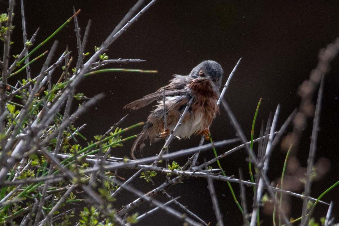 Antalya'da 3 günde 120'nin üzerinde kuş türü gözlemlendi