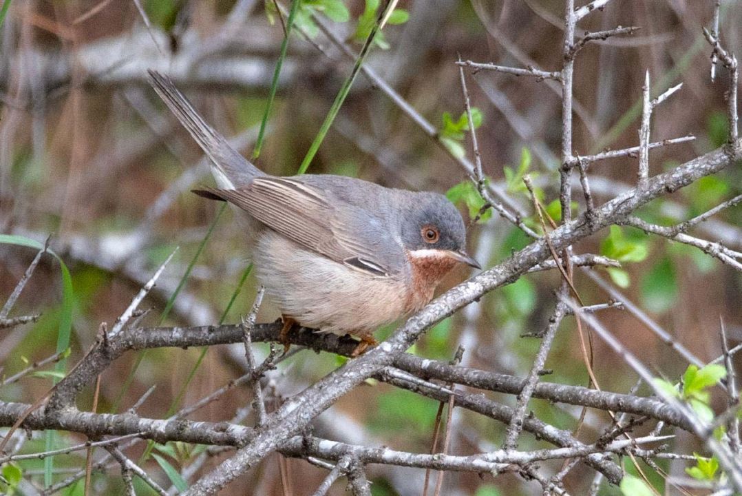 Antalya'da 3 günde 120'nin üzerinde kuş türü gözlemlendi