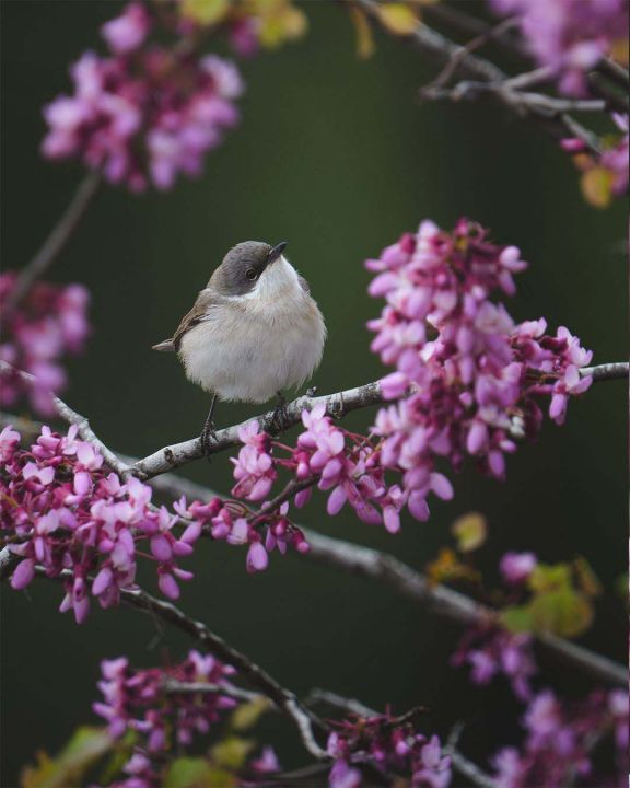 Antalya'da 3 günde 120'nin üzerinde kuş türü gözlemlendi