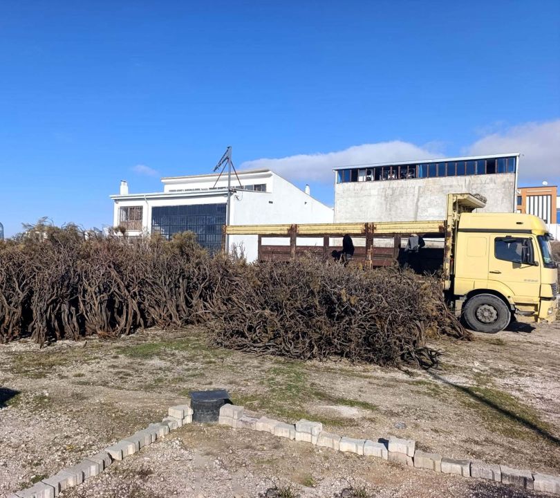 Kuru geven bitkisi gelir kaynağı oldu