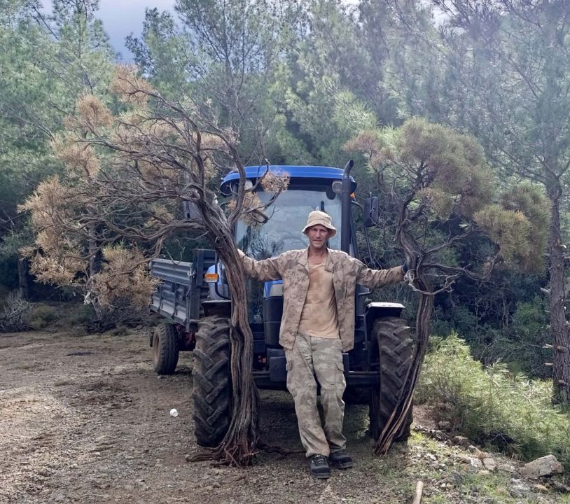 Kuru geven bitkisi gelir kaynağı oldu