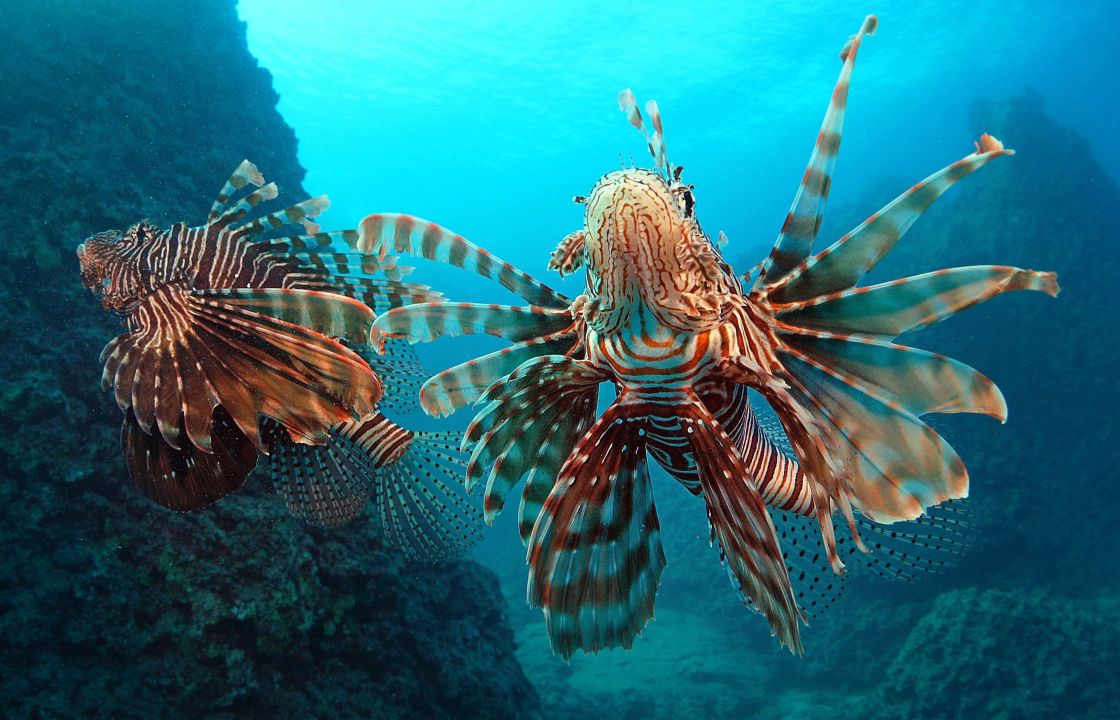 Akdeniz'deki istilacı türler, besin zincirinde çıkmaz yol oluşturuyor