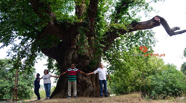1000 yıllık kestane ağacı turistlerin ilgisini çekiyor