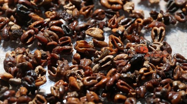 1000 yıllık yemek fosilleri bulundu