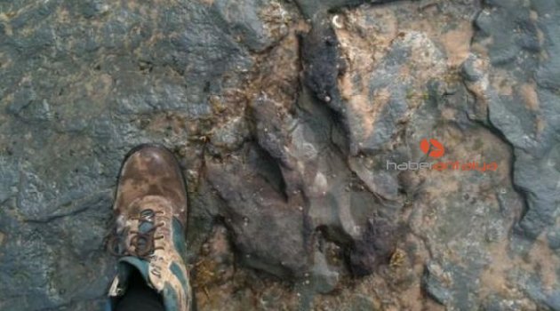 115 milyon yıllık dinozor ayak izi çekiçle parçalandı