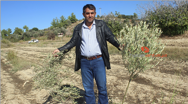 140 Zeytin ağacı kimliği belirsiz kişilerce kesildi