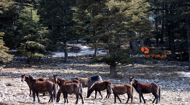 Aç kalan yılkı atları ölüyor