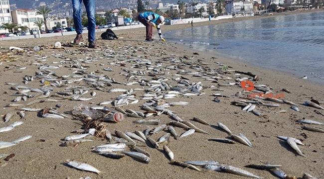 Alanya’da telef olmuş binlerce balık sahile vurdu