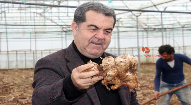 Gazipaşa'da yerli zencefil hasadı başladı