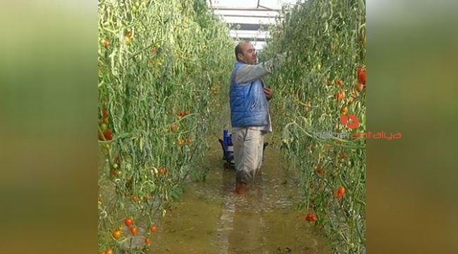 Kaş'ta 2 haftada 540 dönüm serayı su bastı