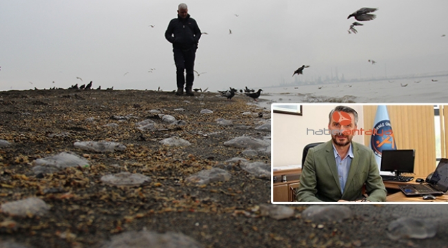 Antalyalılara 'göçmen denizanası' uyarısı
