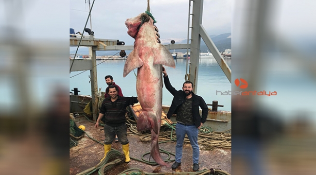 Dev köpek balığı, açık artırmayla 2 bin 500 TL'ye satıldı