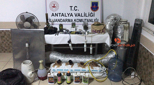 Evde Hint keneviri yetiştirmek için sera kurmuş
