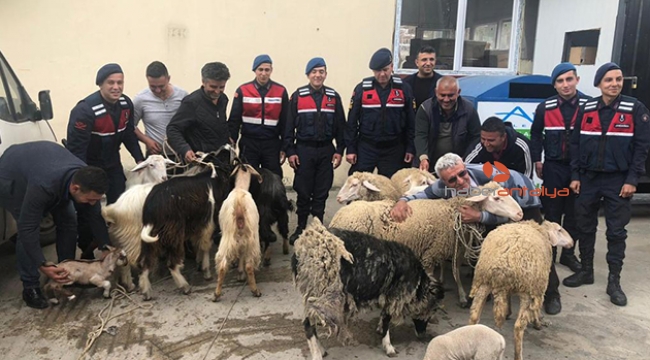 Jandarmanın bulduğu çalınan koyunlarına sarıldı