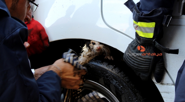Yavru kedi, girdiği kamyonetten tazyikli suyla çıkarıldı