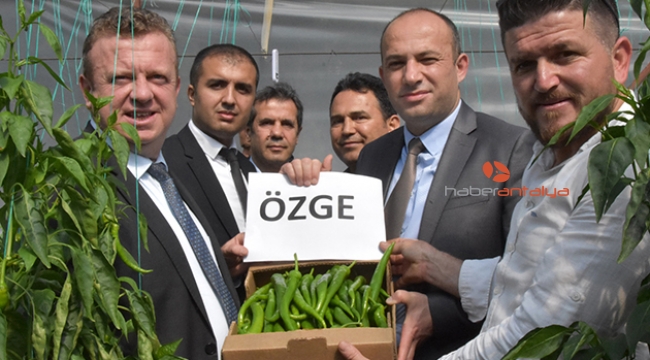Yeni sivri biber 'Özge' tanıtıldı   