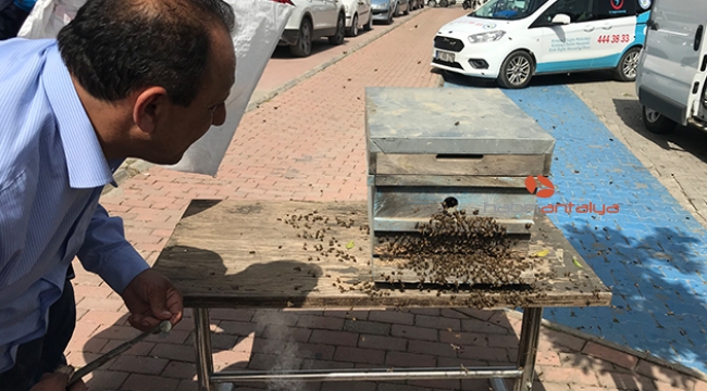 Arılar ilçe merkezini mesken tuttu, görenler kaçtı 