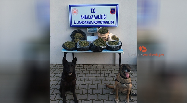 Jandarmadan uyuşturucu operasyonu