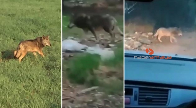 Kaçan kurt üç ayrı noktada görüntülendi
