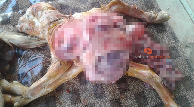 Oğlak, kalbi ve iç organları dışarıda dünyaya geldi