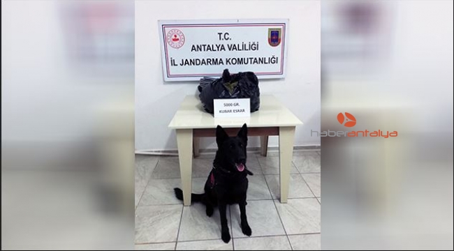 Valizden 5 kilo esrar çıktı