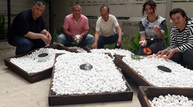 10 ton ipek böceği yaş kozası üretiliyor
