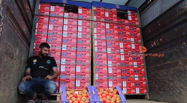 Domates kışın sevindirdi, yazın üzüyor