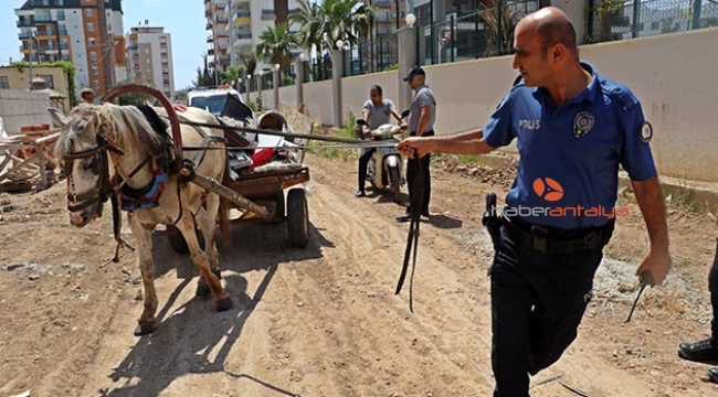 Hırsızlıkta kullanılan kör ata, şefkat gösterildi
