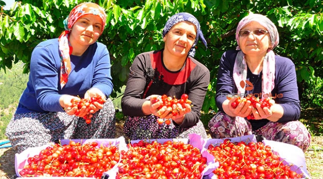 Kilosu 30 liraya satılan kirazda hasat