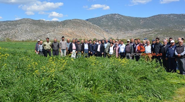 Korkuteli'de İtalyan Çimi hasadı  