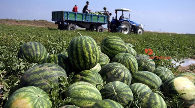 Antalya&#039;da karpuz üretimi kaç ton?