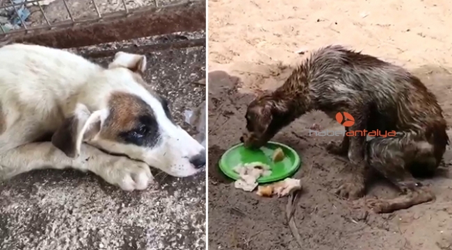 Çuvala koyulan köpek kurtarılamadı