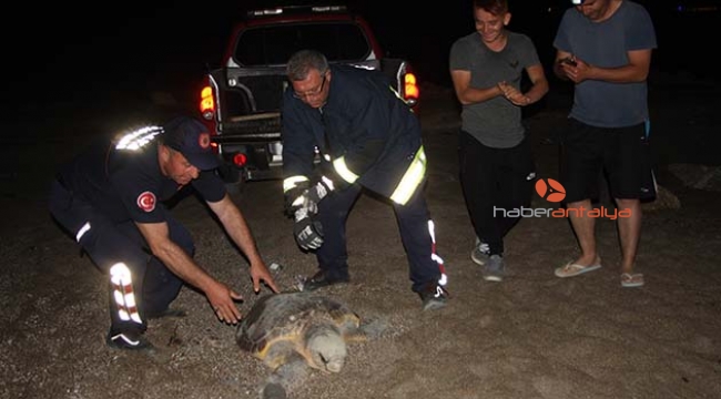 Dev Caretta Caretta köpeklerin saldırısına uğradı