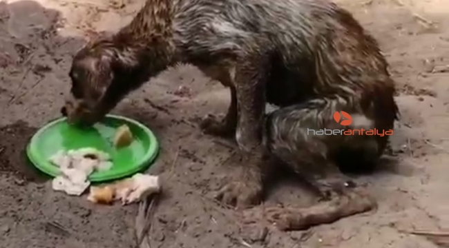 Köpekleri çuvala koyup ölüme terk ettiler